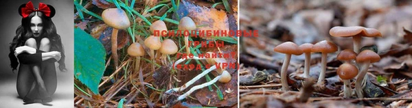 PSILOCYBIN Гусиноозёрск